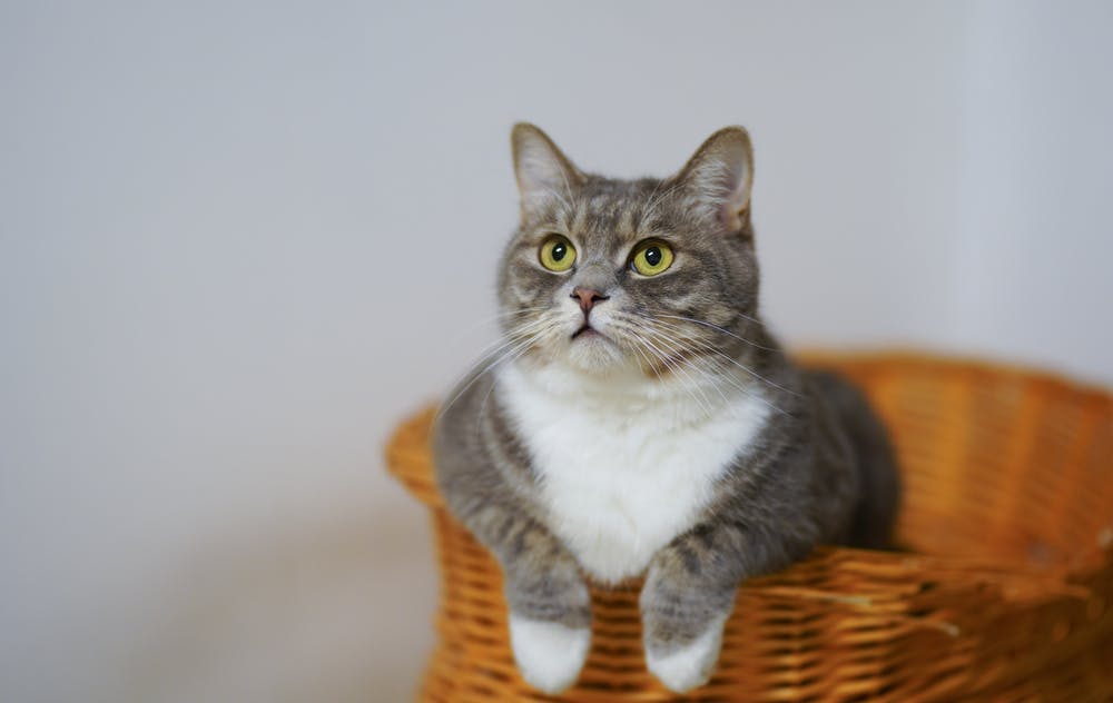 Tajria Ikuti Langkah Ini Untuk Membersihkan Bekas Najis Kucing
