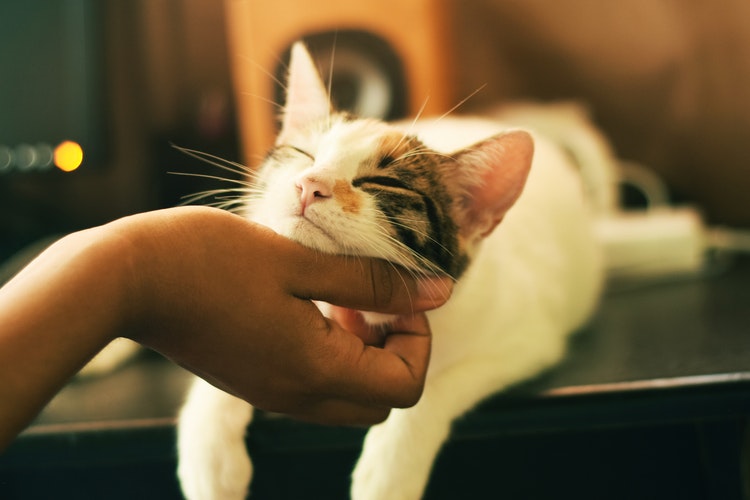 Tajria  Guna Cara Ini Untuk Halang Kucing Anda Kencing Merata-rata