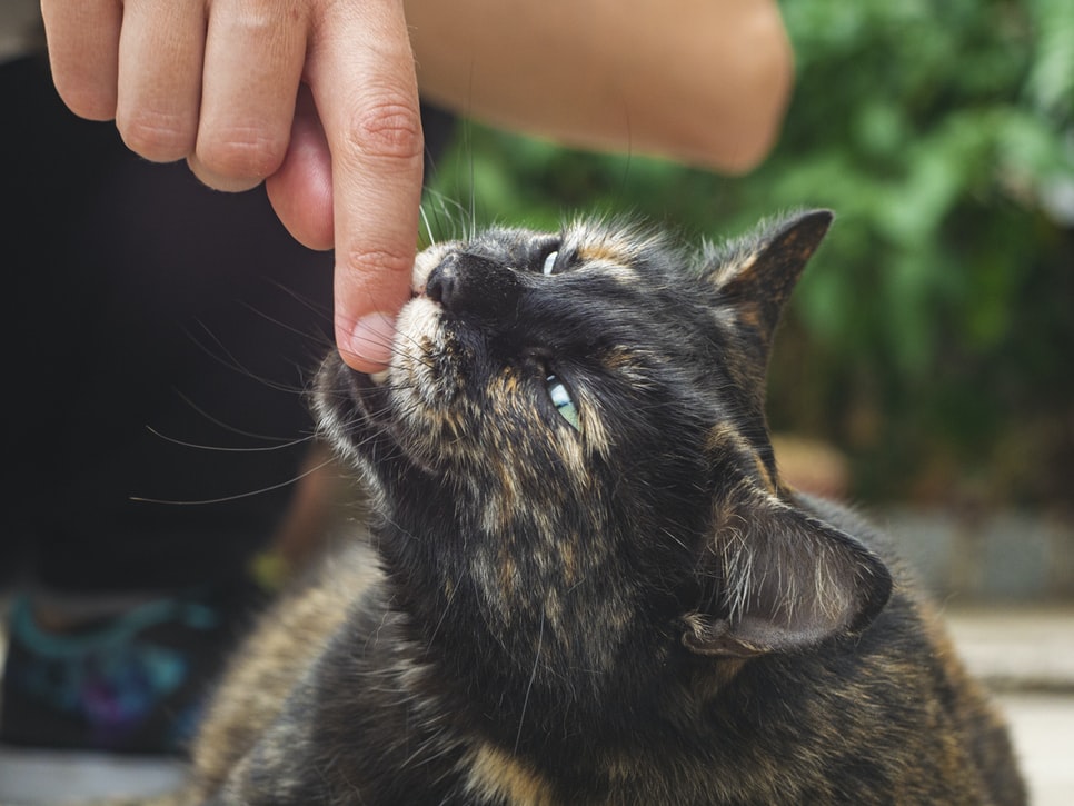 Tajria  Adakah Berbahaya Jika Digigit Kucing - Khuatir Risiko 